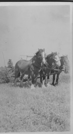 Wallis Photos/EWallis.jpg